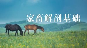 25春国开网课《家畜解剖基础》实验报告-国开题库网