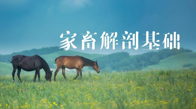 国开电大网课《家畜解剖基础》课程封面