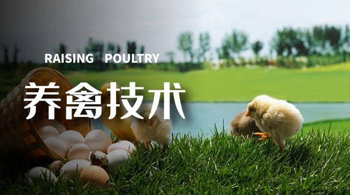 国开机考精准套题《养禽技术》课程号02939-国开题库网