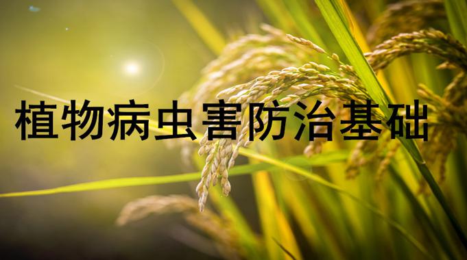 国开题库《植物病虫害防治基础》考核任务4-国开题库网
